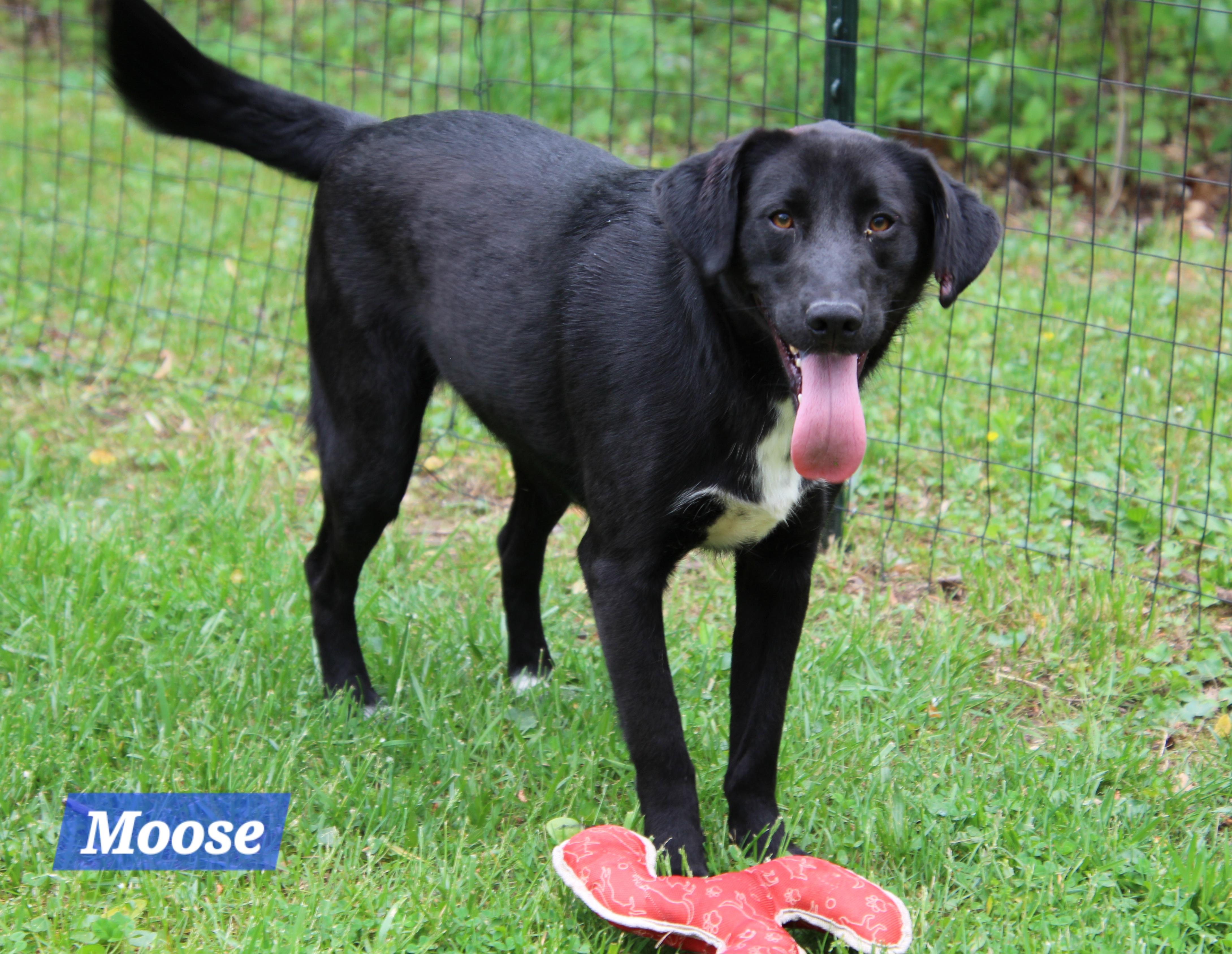 Moose, a Adoptable Black Labrador Retriever in Wheelersburg, OH image 4/6