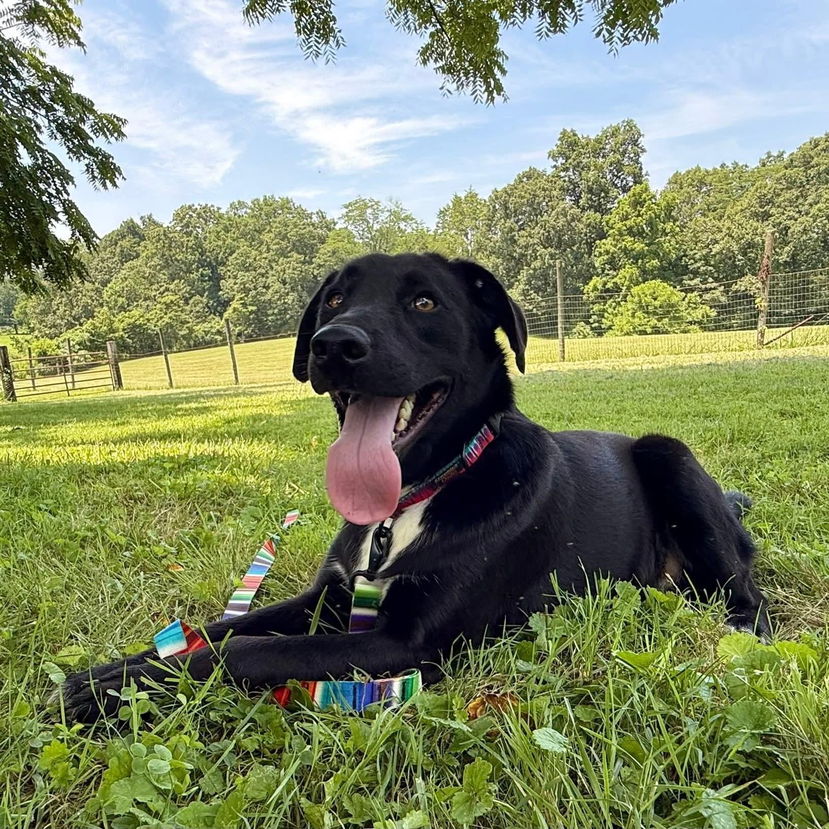 Moose, a Adoptable Black Labrador Retriever in Wheelersburg, OH image 5/6