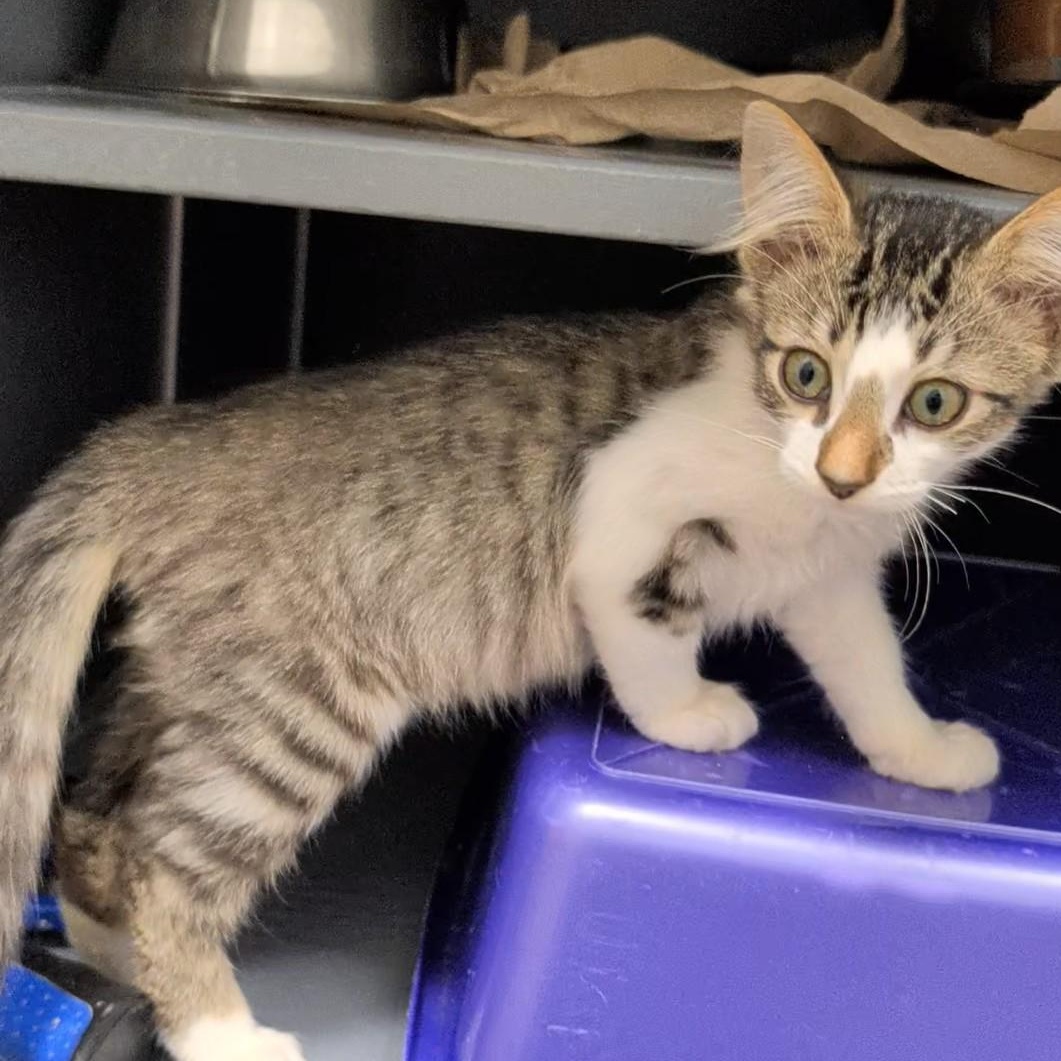 Enlarge Dobby's delightful, a Adoptable Domestic Medium Hair in Cat Spring, TX image 3/6