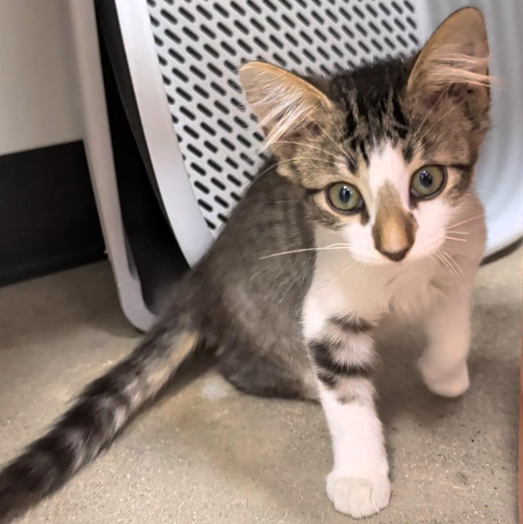 Enlarge Dobby's delightful, a Adoptable Domestic Medium Hair in Cat Spring, TX image 6/6