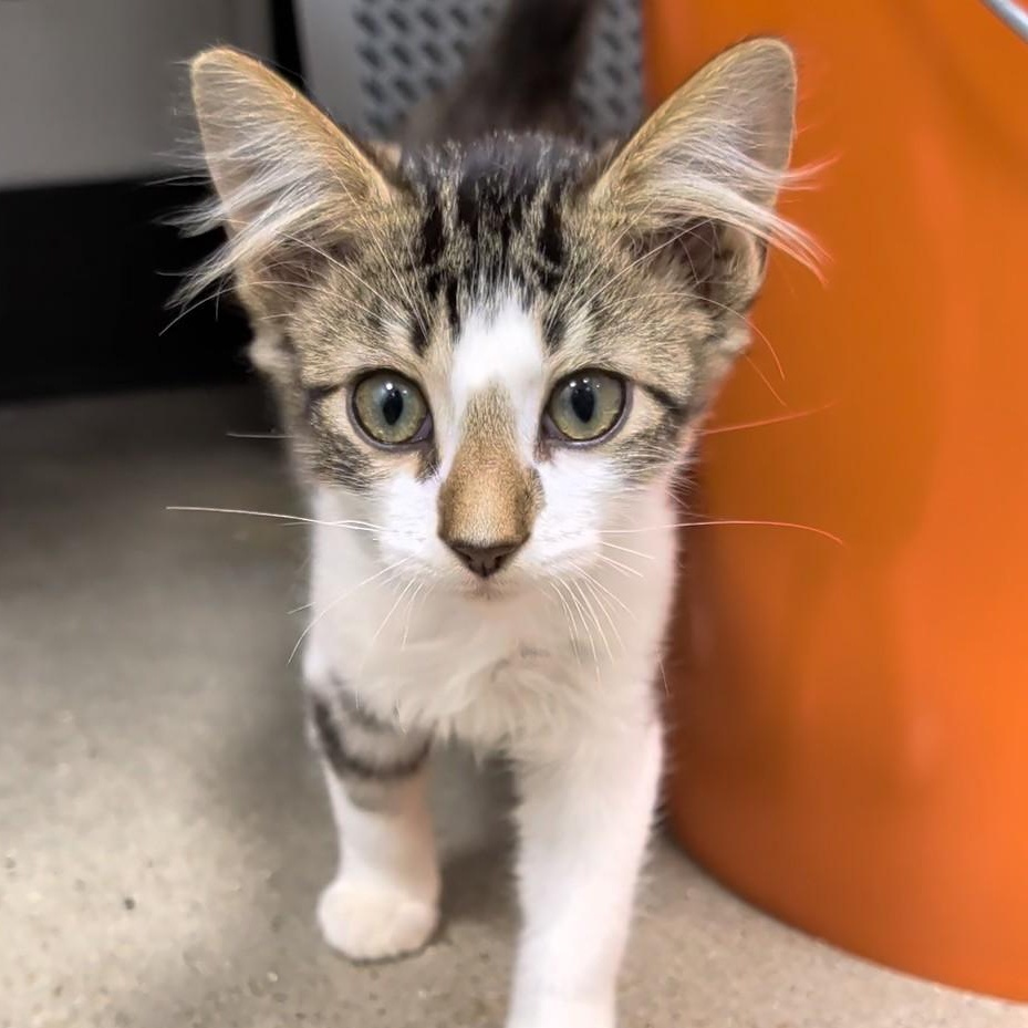 Enlarge Dobby's delightful, a Adoptable Domestic Medium Hair in Cat Spring, TX image 1/6