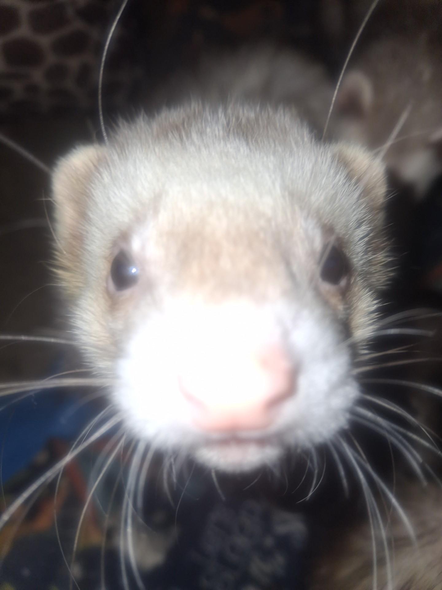 Enlarge Rufus, a Adoptable Ferret in Lake worth, FL image 1/1