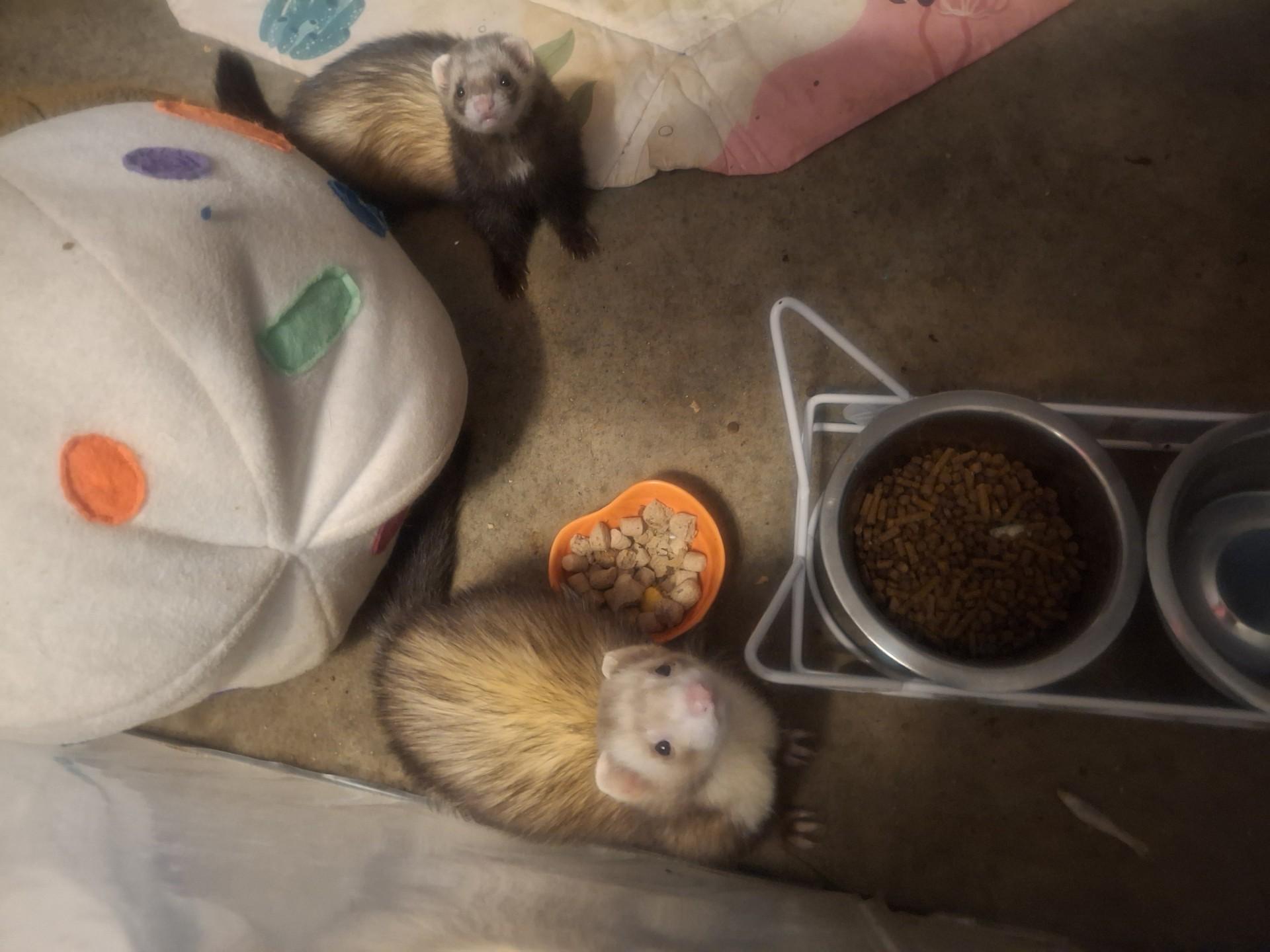 Enlarge Rufus, a Adoptable Ferret in Lake worth, FL image 2/2
