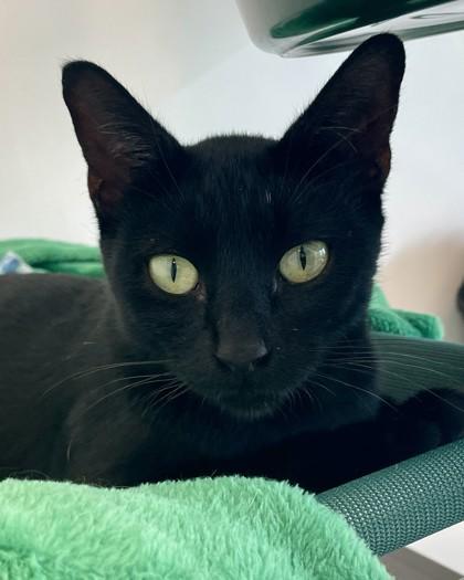 Maria Kart N64, Adoptable, Adult Female Domestic Short Hair & Domestic Short Hair.