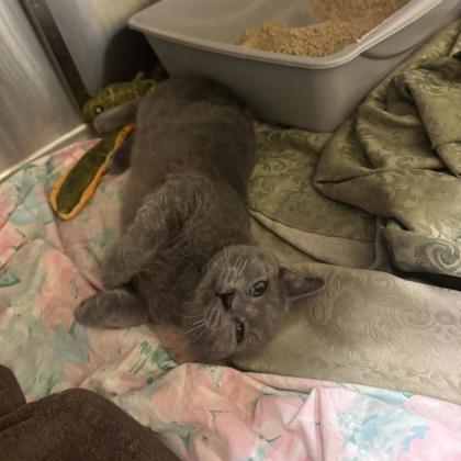 Dutch, Adoptable, Young Male Domestic Short Hair & Domestic Short Hair.