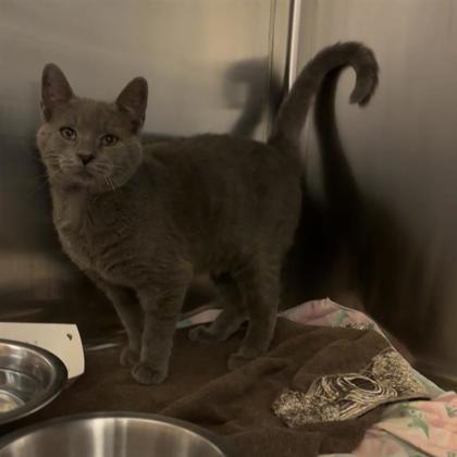 Enlarge Dutch, a Adoptable Domestic Short Hair in Dallas, TX image 3/6
