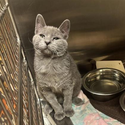 Enlarge Dutch, a Adoptable Domestic Short Hair in Dallas, TX image 4/6