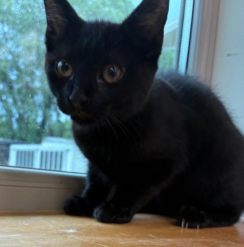 Enlarge Rye, a Adoptable Domestic Short Hair in Disputanta, VA image 1/1