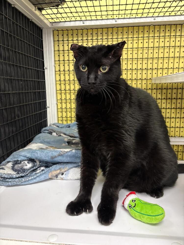 Enlarge Pringles, a Adoptable Domestic Short Hair in Orlando, FL image 1/1