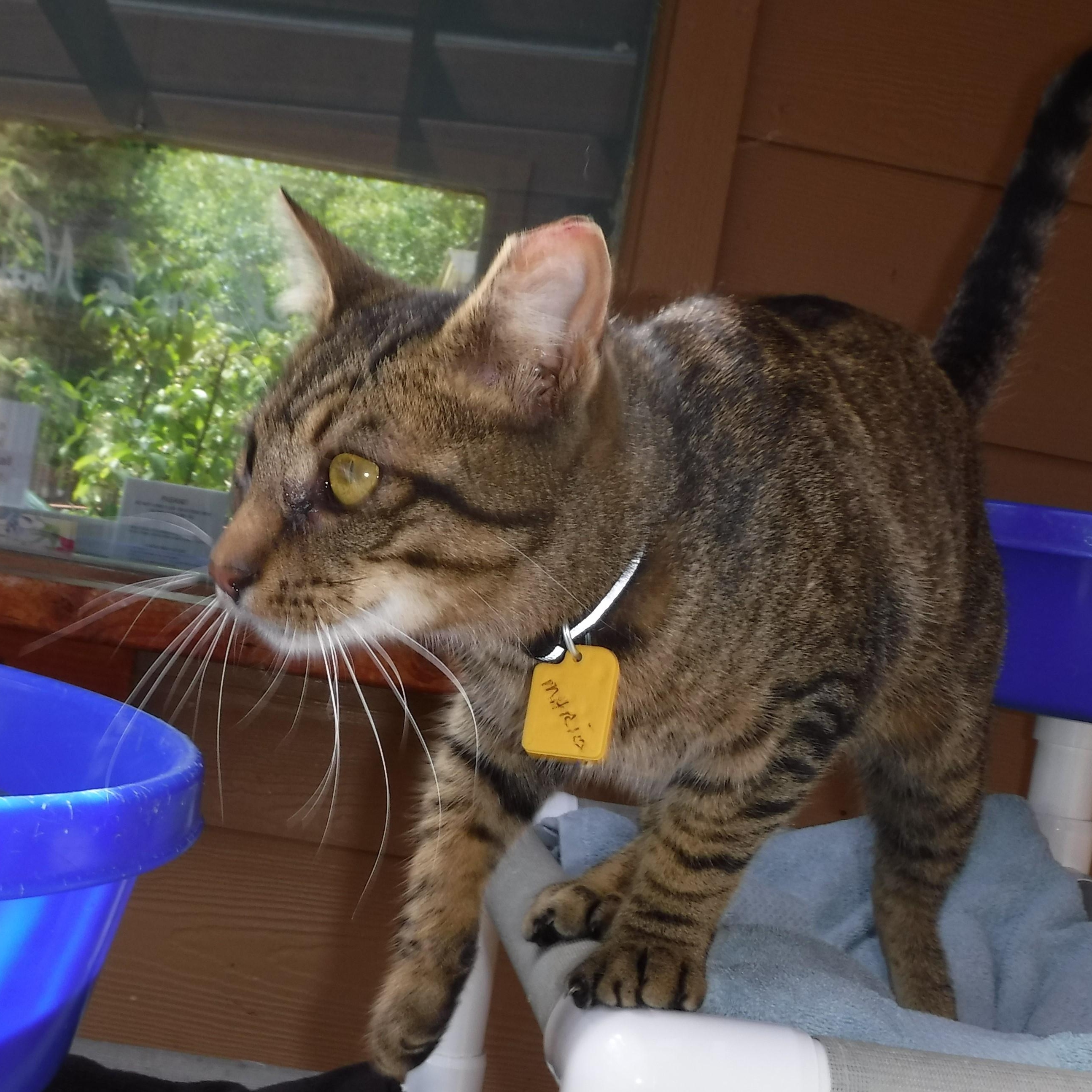 Mario - Handsome and Friendly, a ADOPTABLE Tabby in Hoquiam, WA image 2/6