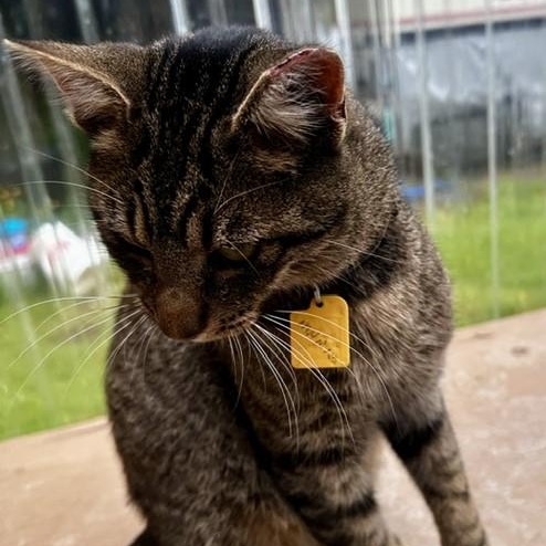 Mario - Handsome and Friendly, a ADOPTABLE Tabby in Hoquiam, WA image 4/6