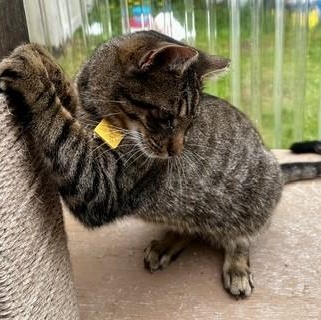Mario - Handsome and Friendly, a ADOPTABLE Tabby in Hoquiam, WA image 3/6