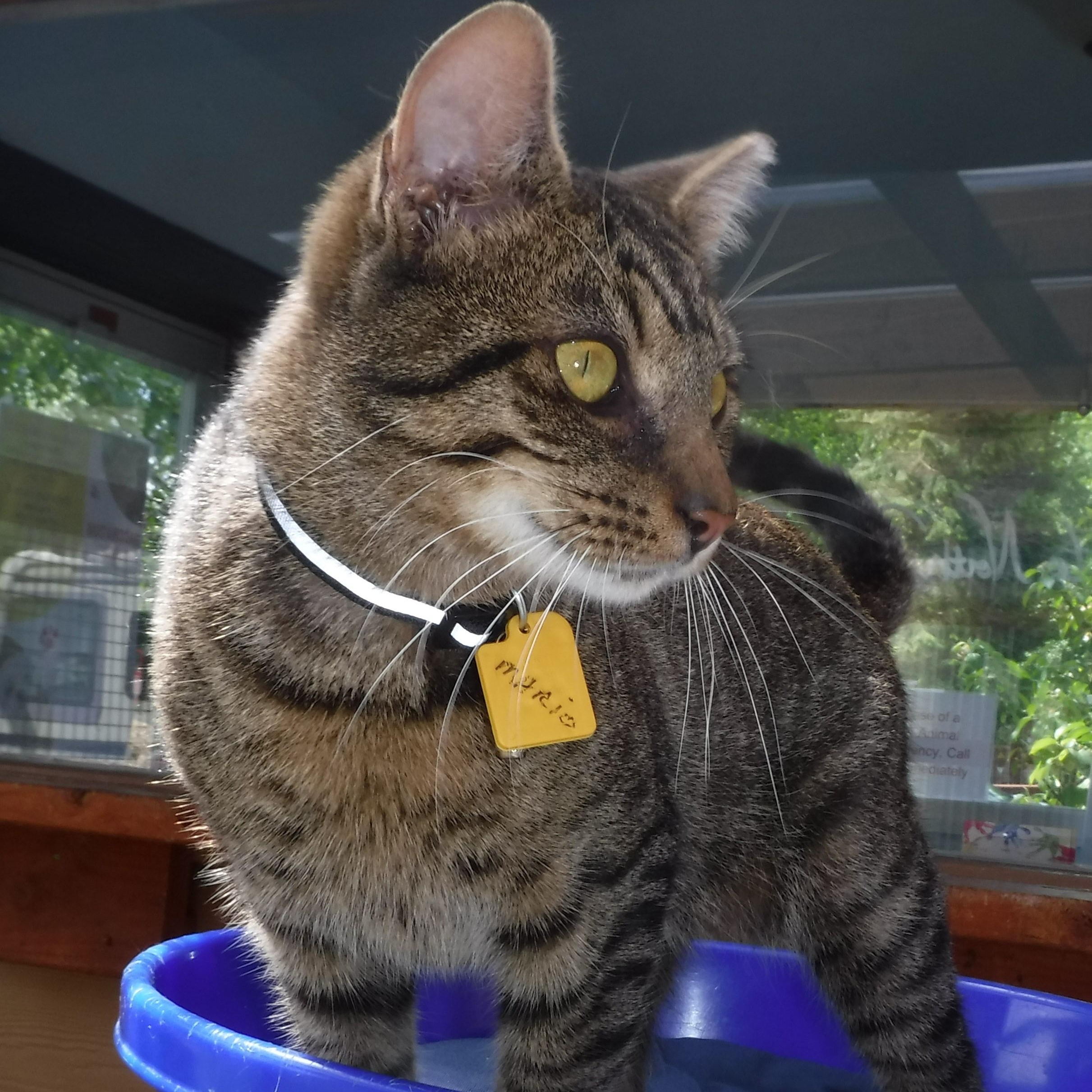 Mario - Handsome and Friendly, ADOPTABLE, Adult Male Tabby.
