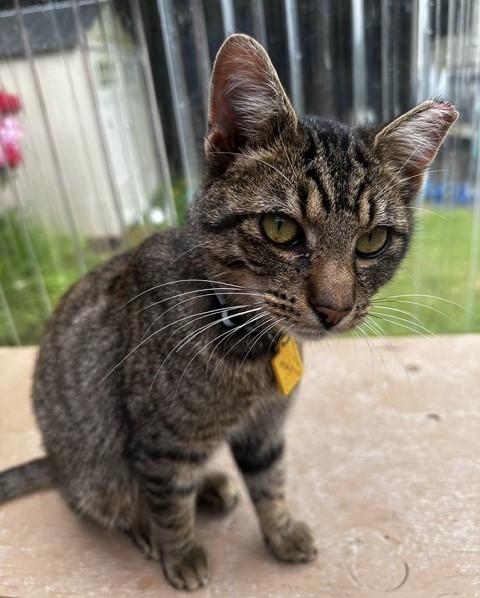 Mario - Handsome and Friendly, a ADOPTABLE Tabby in Hoquiam, WA image 6/6