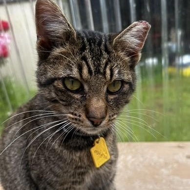 Mario - Handsome and Friendly, a ADOPTABLE Tabby in Hoquiam, WA image 5/6