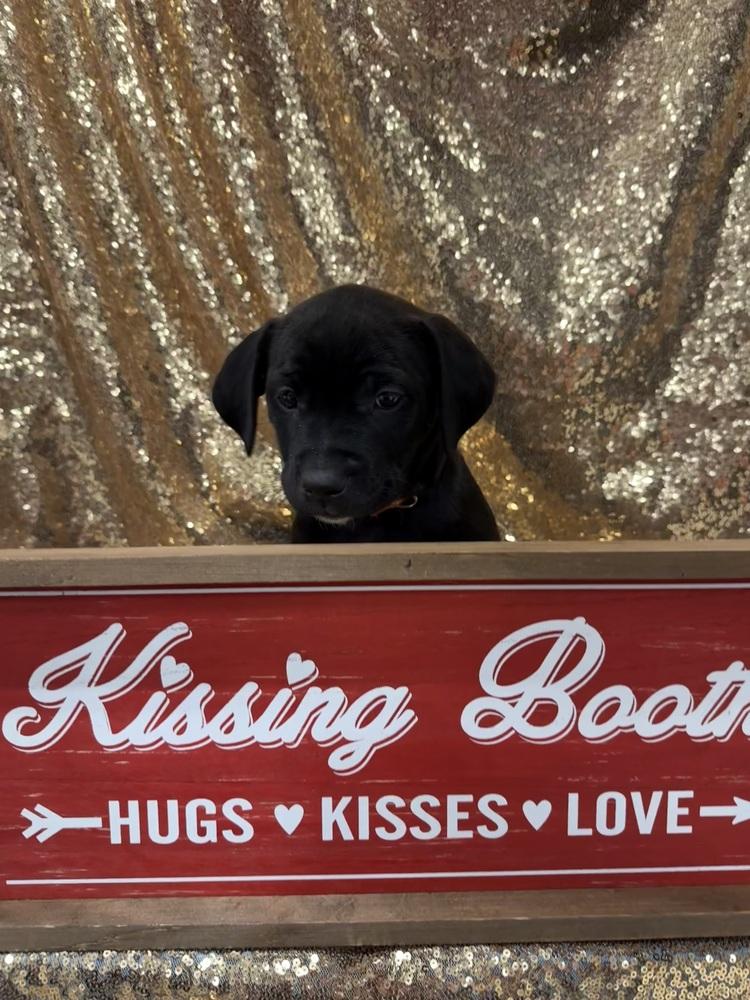 Mariann  (Pit-Kaboodles 2026), Adoptable, Puppy Female Pit Bull Terrier & Goldendoodle.