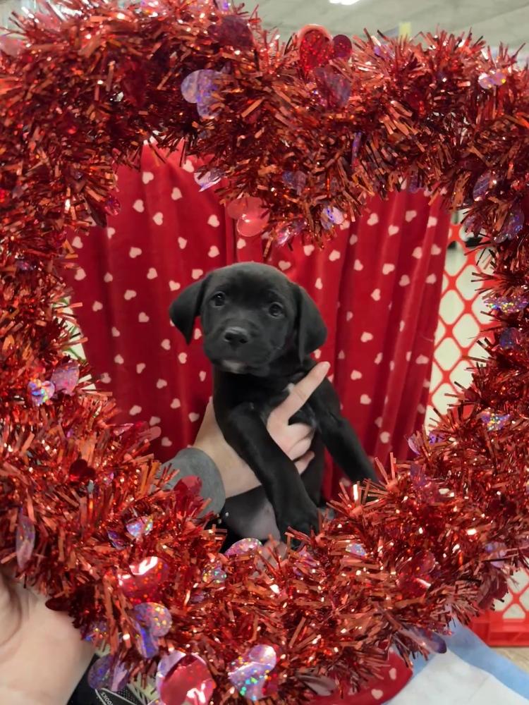 Enlarge Mariann  (Pit-Kaboodles 2026), a Adoptable mixed breed in Wenonah, NJ image 2/5