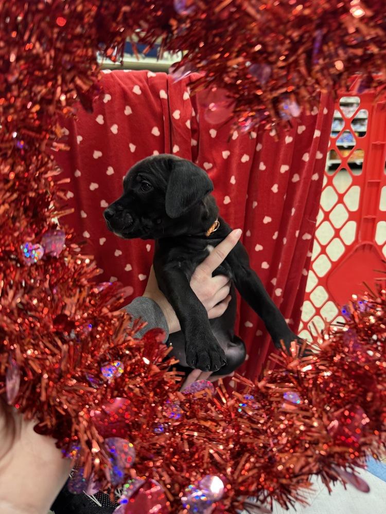 Enlarge Mariann  (Pit-Kaboodles 2026), a Adoptable mixed breed in Wenonah, NJ image 3/5