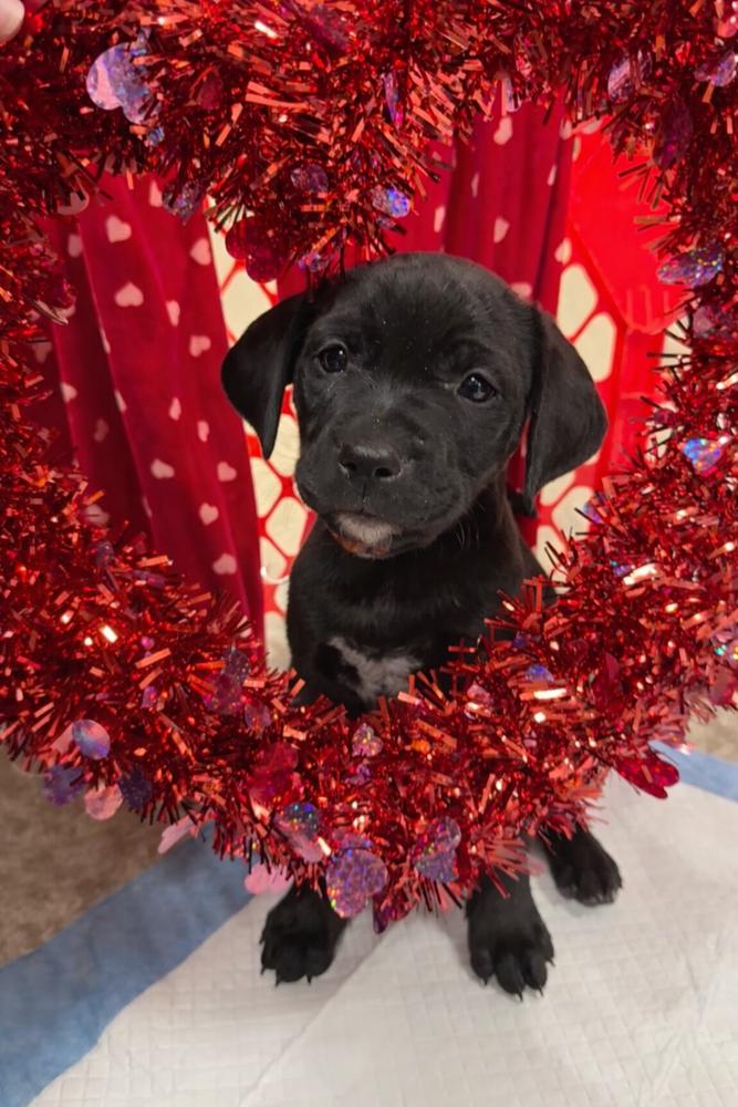 Enlarge Mariann  (Pit-Kaboodles 2026), a Adoptable mixed breed in Wenonah, NJ image 4/5