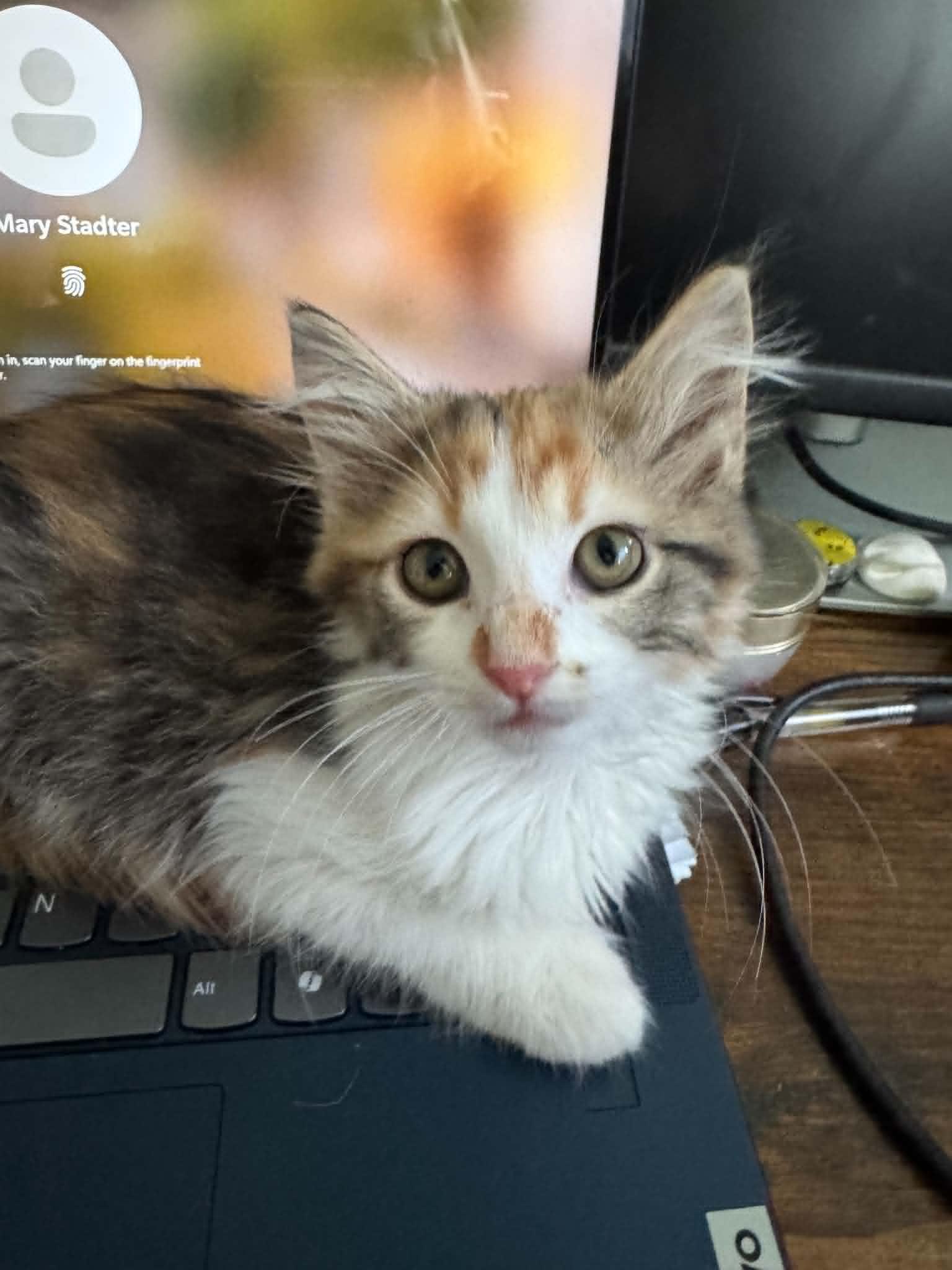 Polly, adopted, Kitten Female Maine Coon & Domestic Long Hair.