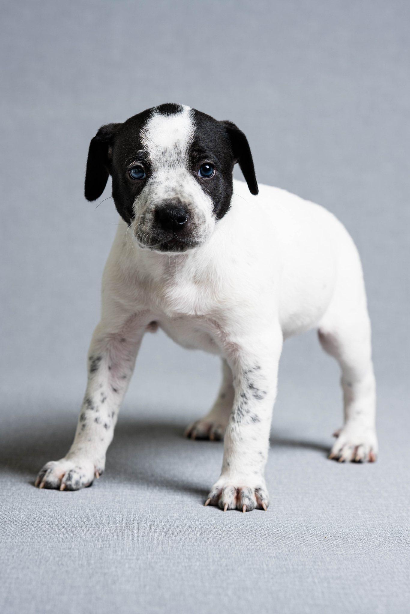 Enlarge Tova, an adoptable mixed breed in Oregon, OH image 1/1