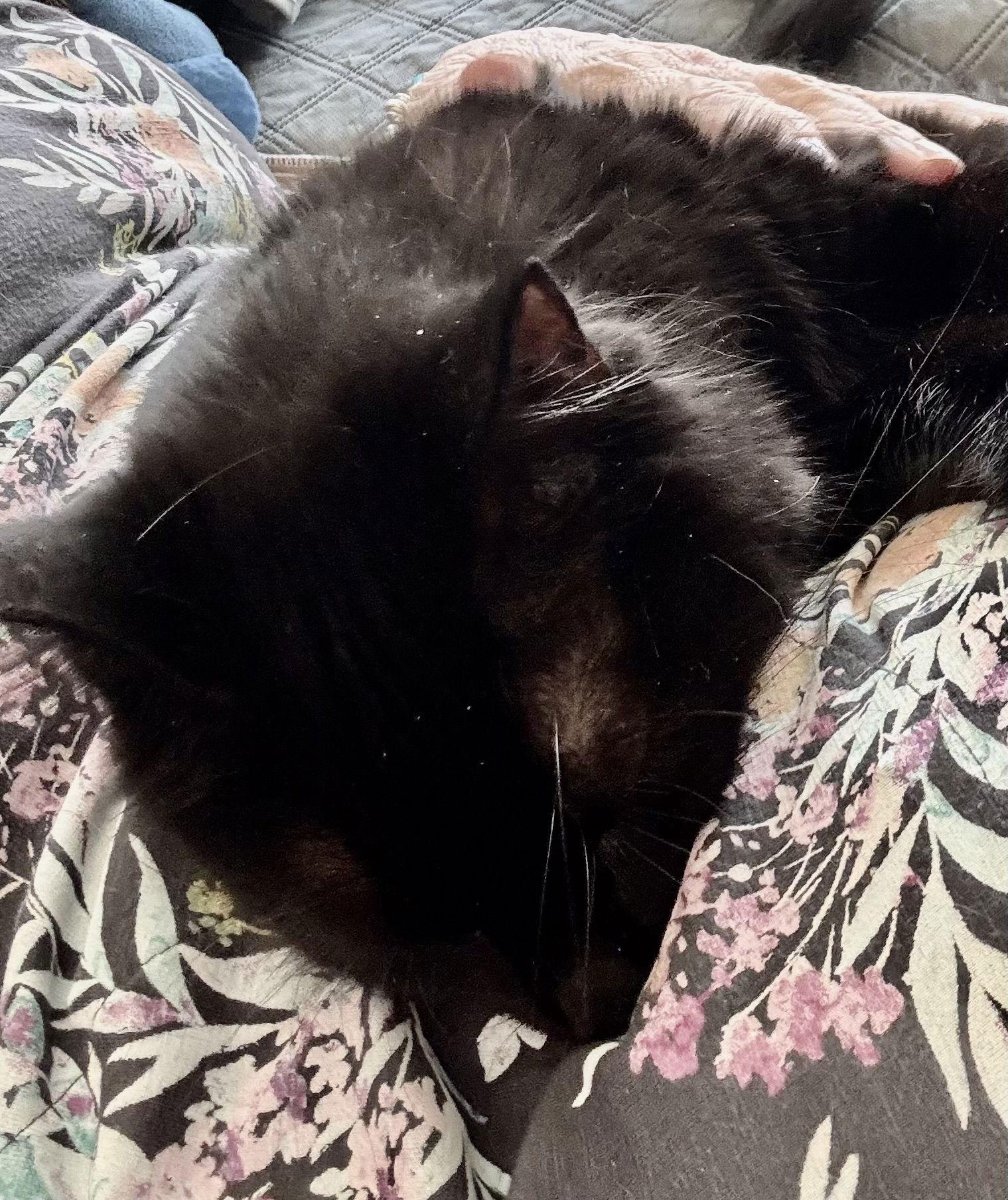 Dorian, Adoptable, Adult Male Domestic Short Hair.