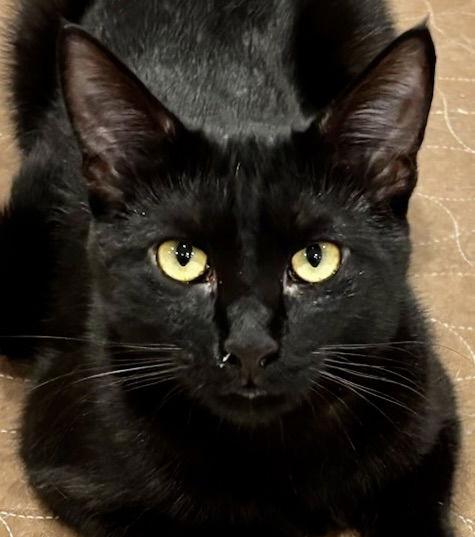 Dorian, a Adoptable Domestic Short Hair in Antioch, CA image 2/2