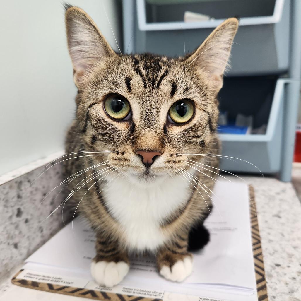 Bordeaux, Adoptable, Adult Female Domestic Short Hair.