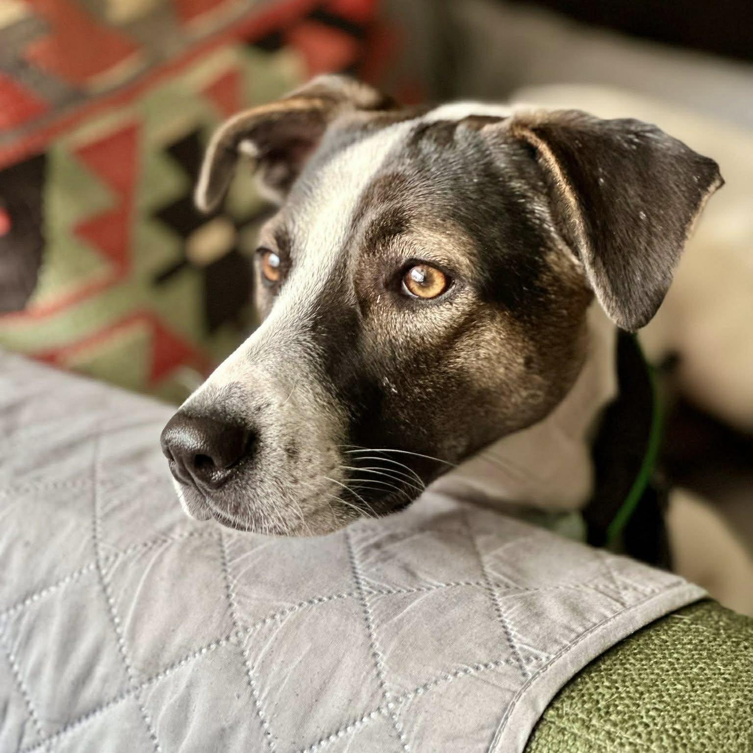 Enlarge Zoe, a ADOPTABLE mixed breed in London, ON image 5/6