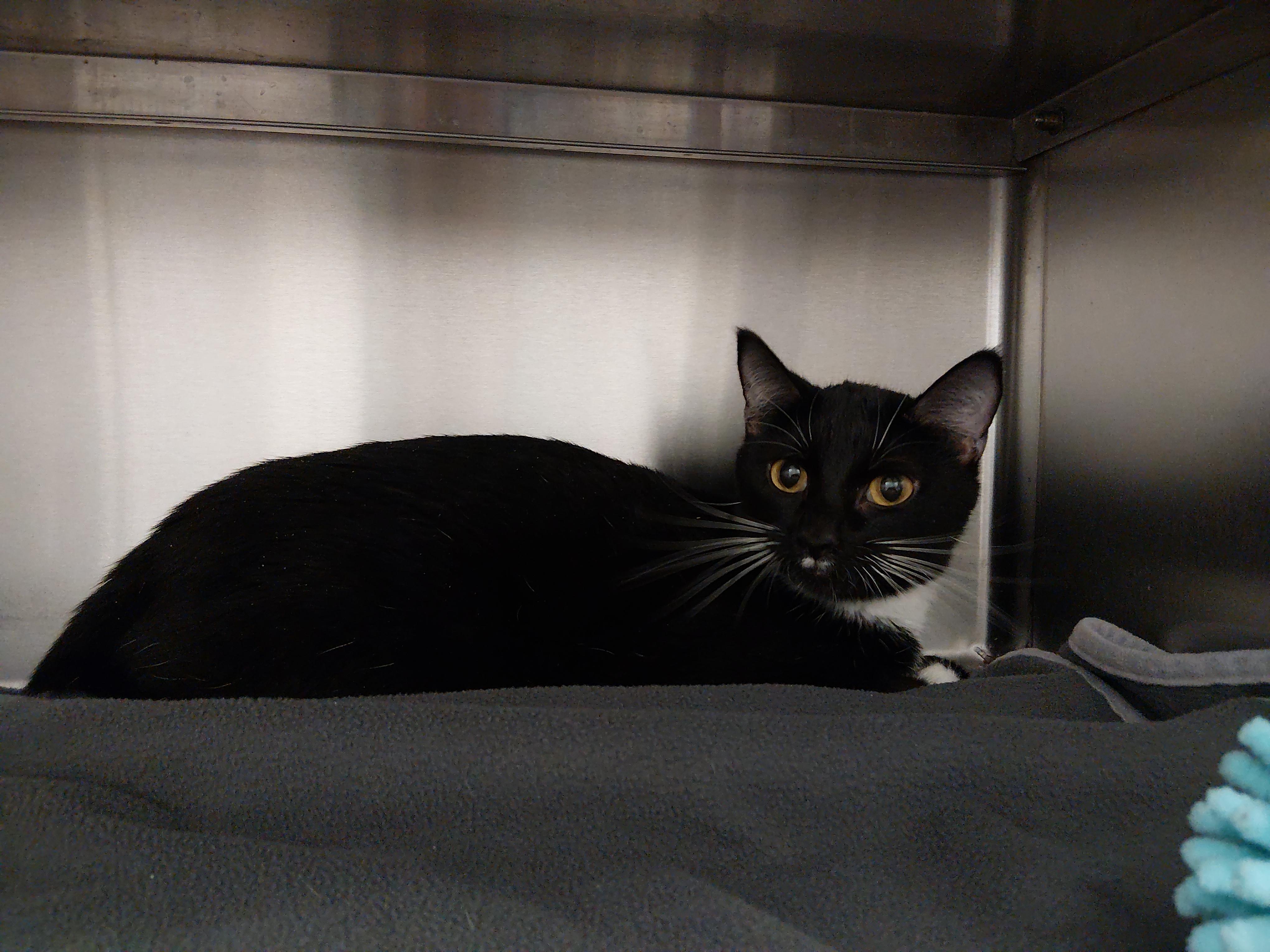 Enlarge FOUND, a ADOPTABLE Domestic Short Hair in Liberty, MO image 1/1