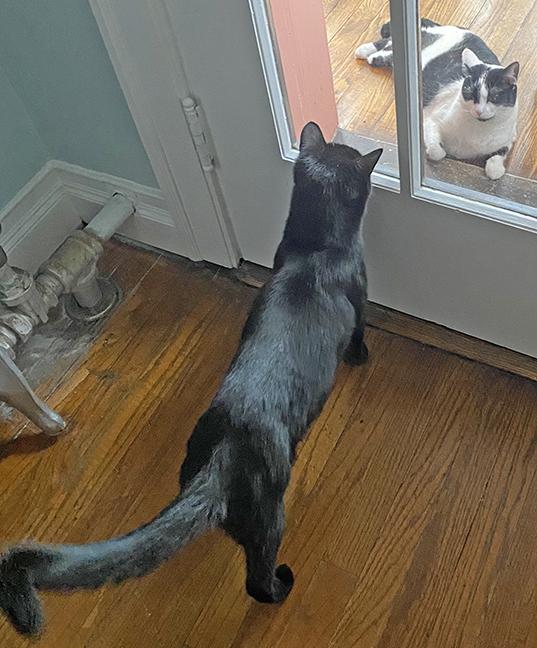 Betty, a Adoptable Domestic Short Hair in Chicago, IL image 1/6