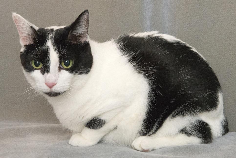 Betty, a Adoptable Domestic Short Hair in Chicago, IL image 2/6