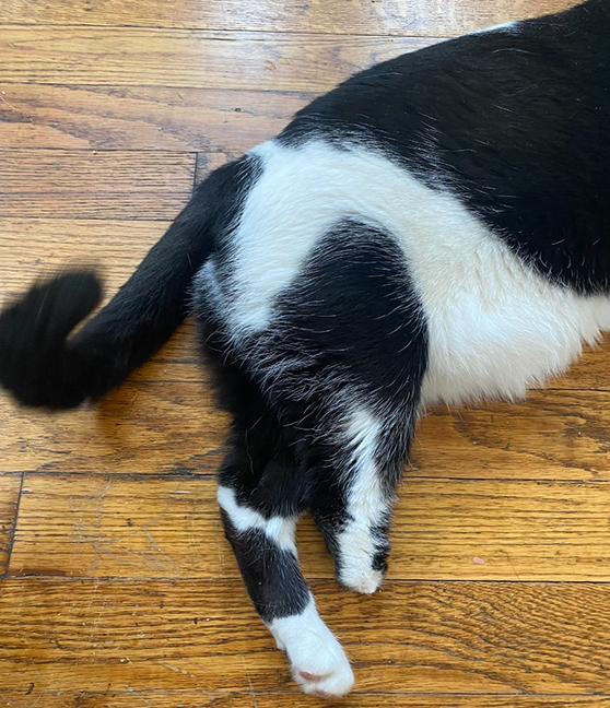 Betty, a Adoptable Domestic Short Hair in Chicago, IL image 3/6