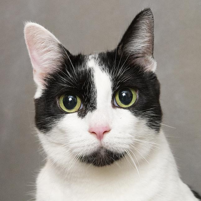 Betty, a Adoptable Domestic Short Hair in Chicago, IL image 4/6