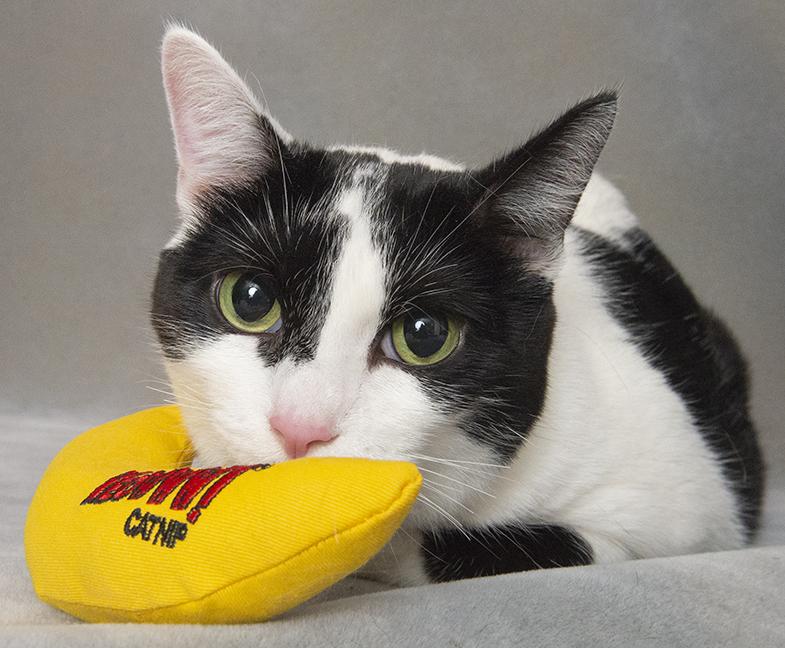 Betty, a Adoptable Domestic Short Hair in Chicago, IL image 5/6