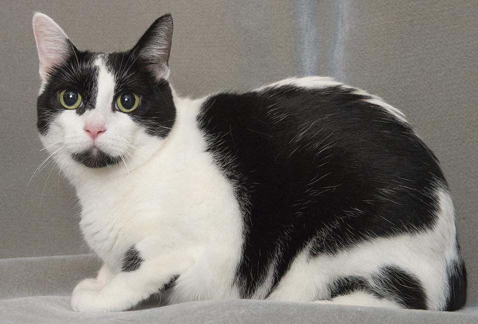 Betty, a Adoptable Domestic Short Hair in Chicago, IL image 6/6