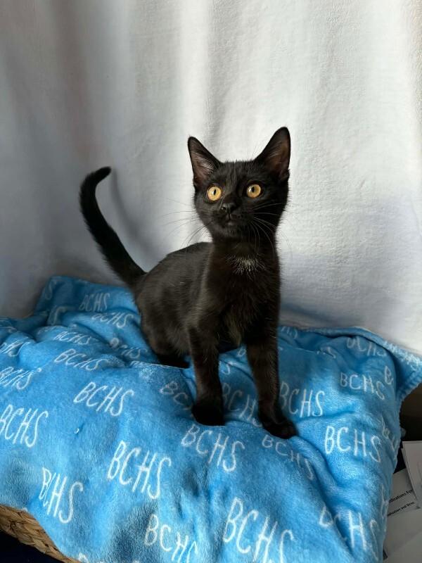 Enlarge Rudolph, a Adoptable Domestic Short Hair in Georgetown, OH image 1/2