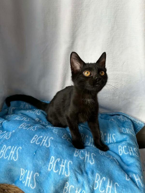 Enlarge Rudolph, a Adoptable Domestic Short Hair in Georgetown, OH image 2/2