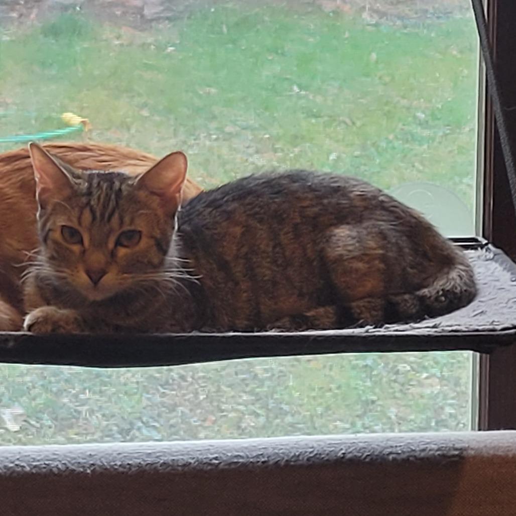 Barcelona, Adoptable, Young Female Domestic Short Hair.