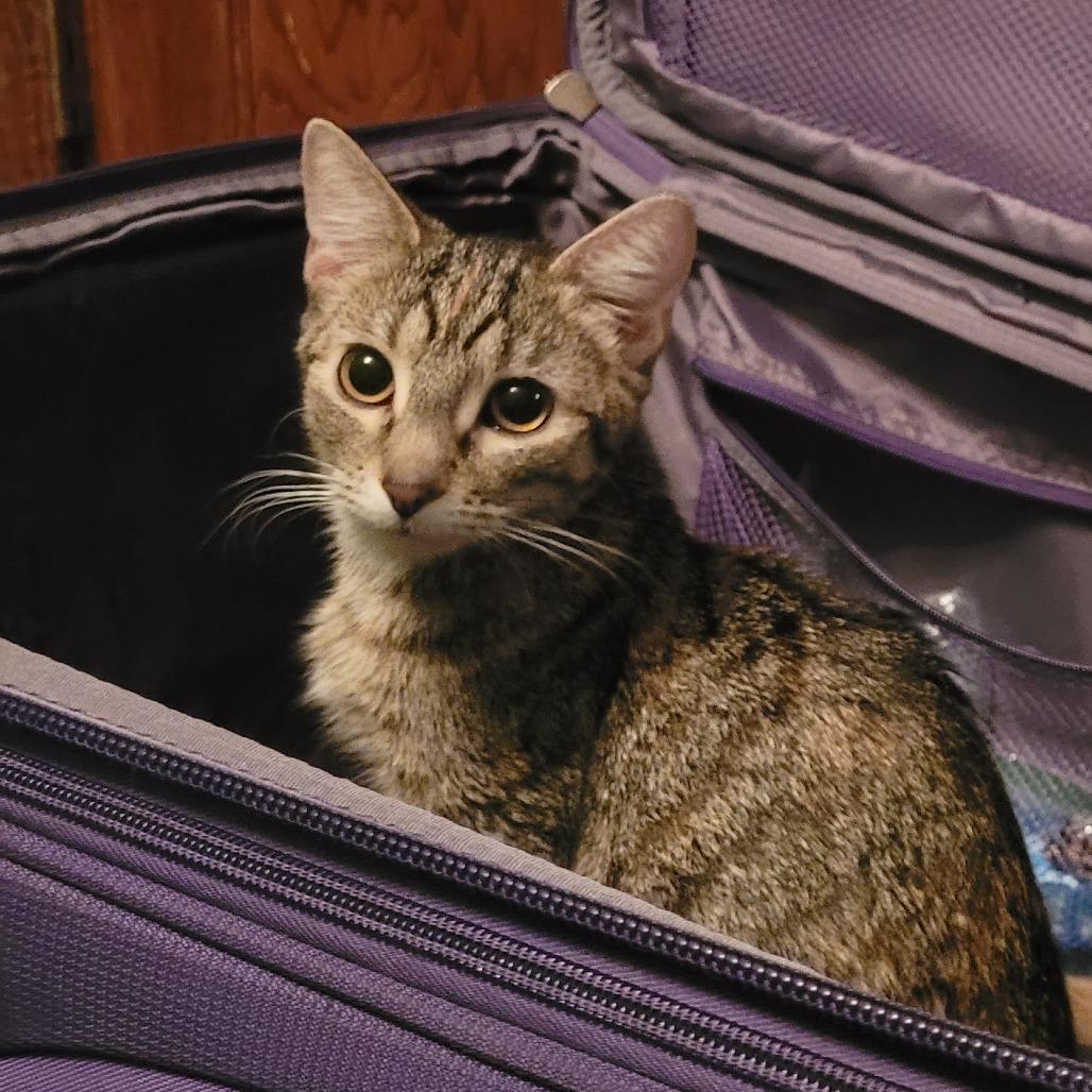 Enlarge Barcelona, a Adoptable Domestic Short Hair in St. Paul, MN image 2/3