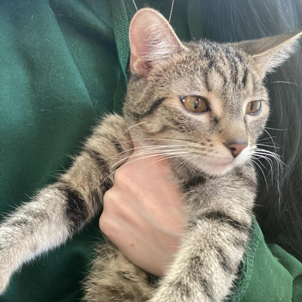 Enlarge Barcelona, a Adoptable Domestic Short Hair in St. Paul, MN image 3/3