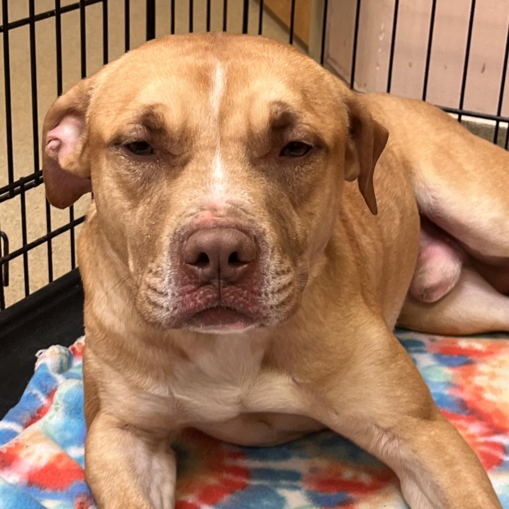 Hunter, Adoptable, Adult Male American Bulldog.