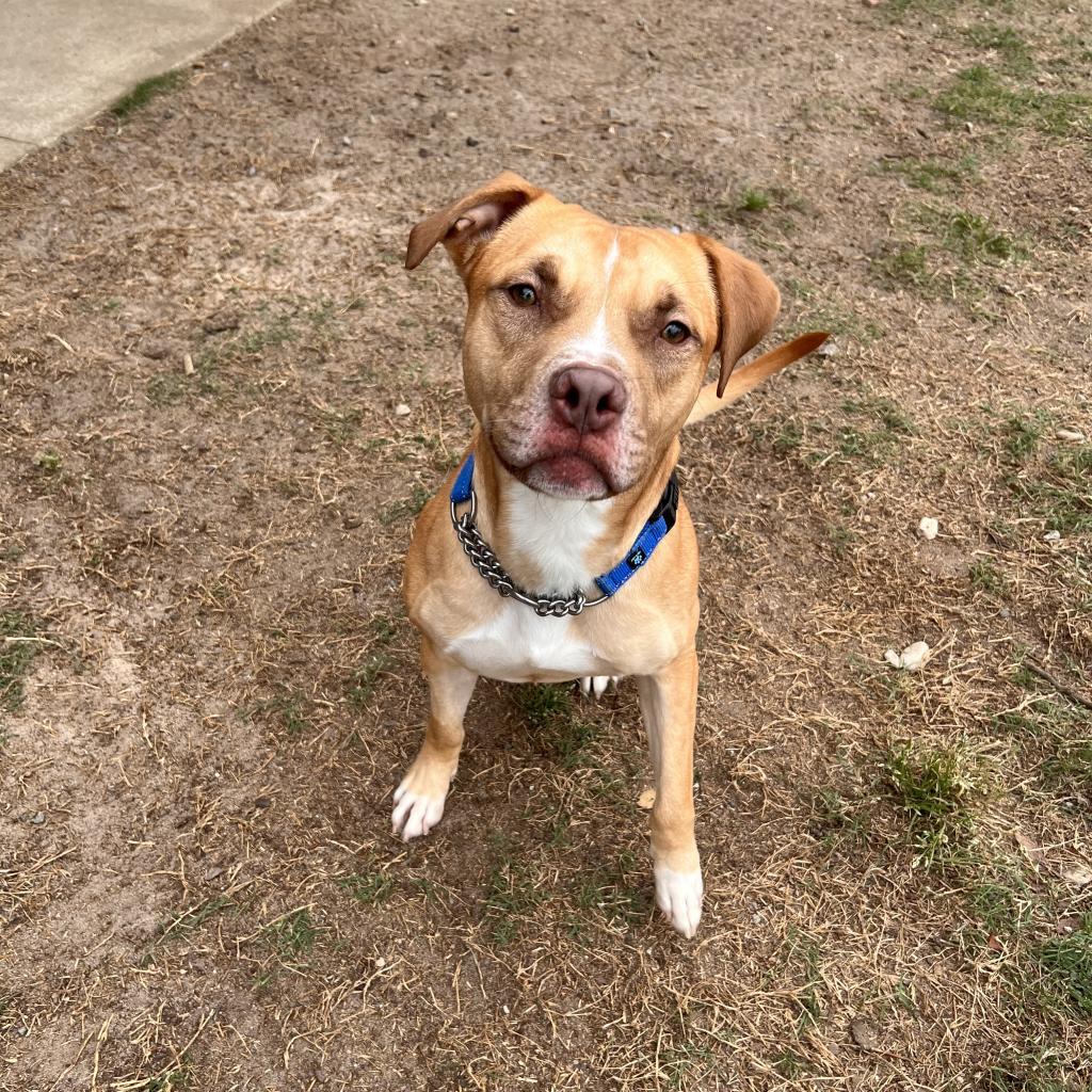 Enlarge Hunter, a Adoptable mixed breed in Columbus, GA image 2/6