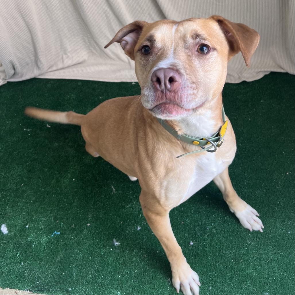 Enlarge Hunter, a Adoptable mixed breed in Columbus, GA image 3/6