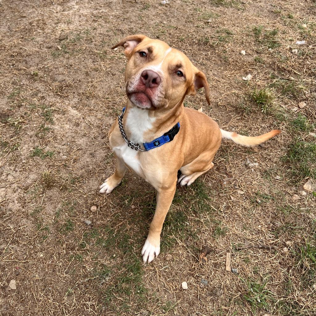 Enlarge Hunter, a Adoptable mixed breed in Columbus, GA image 4/6