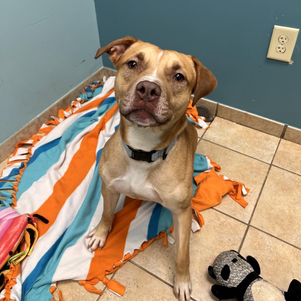 Enlarge Hunter, a Adoptable mixed breed in Columbus, GA image 5/6