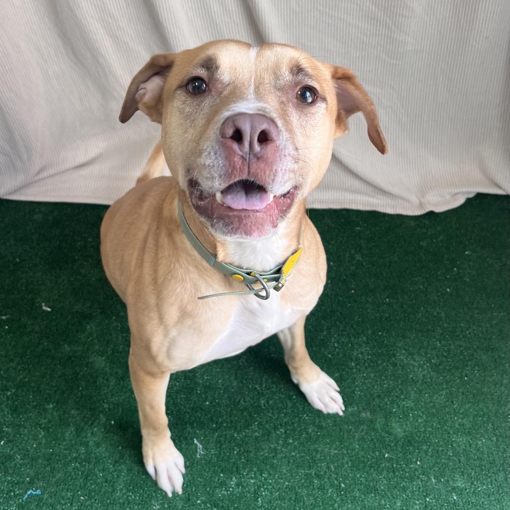 Enlarge Hunter, a Adoptable mixed breed in Columbus, GA image 6/6