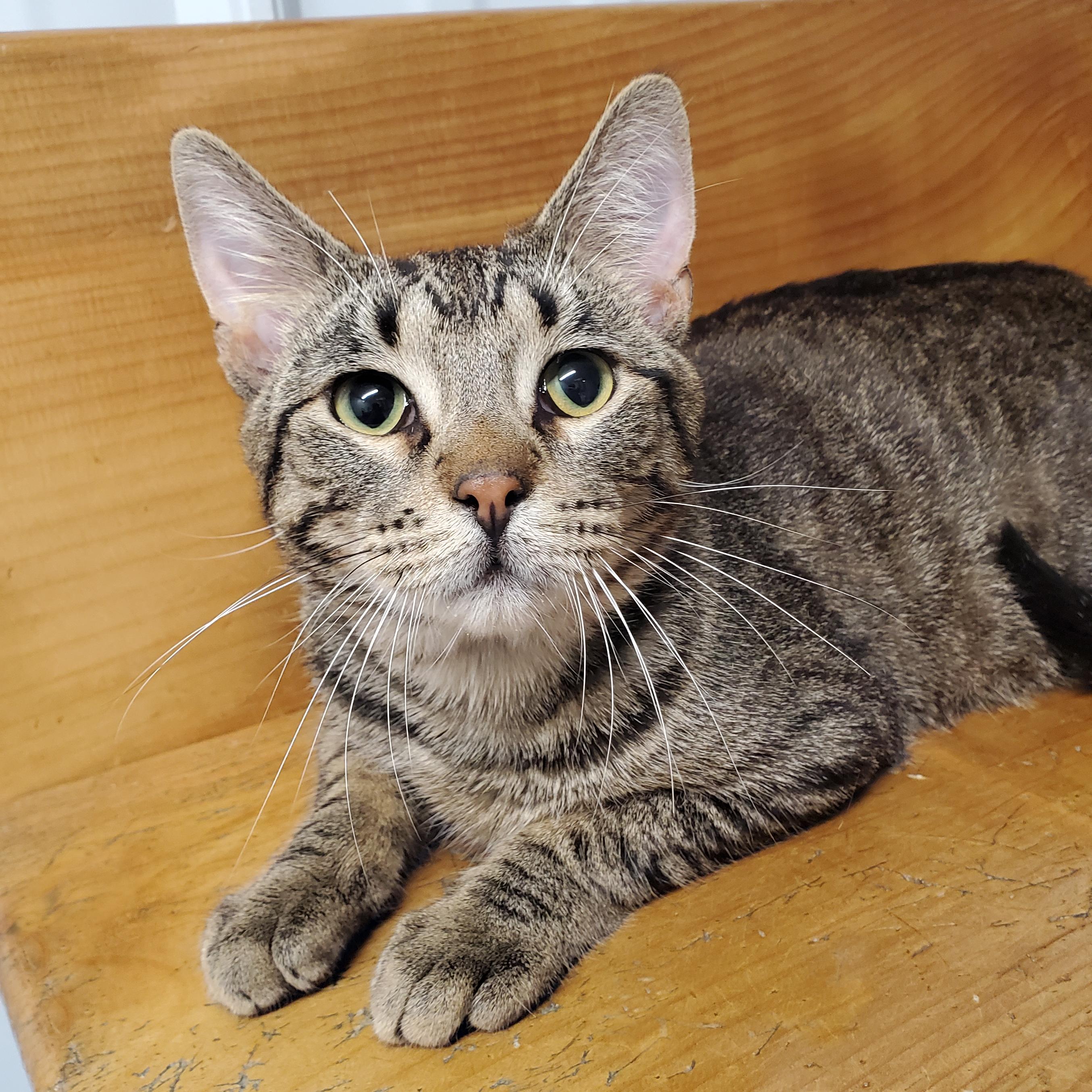 Marty, ADOPTABLE, Young Male Domestic Short Hair.