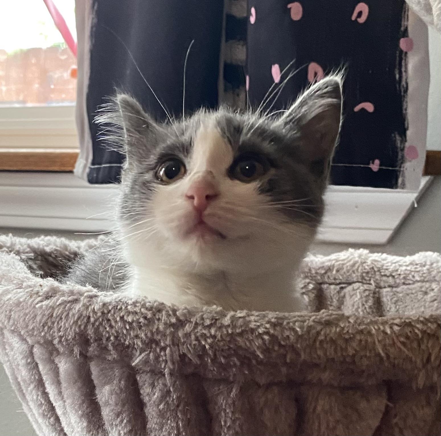Enlarge Baa (CH wobbly cat syndrome), a Adoptable Domestic Short Hair in Port Washington, WI image 3/6