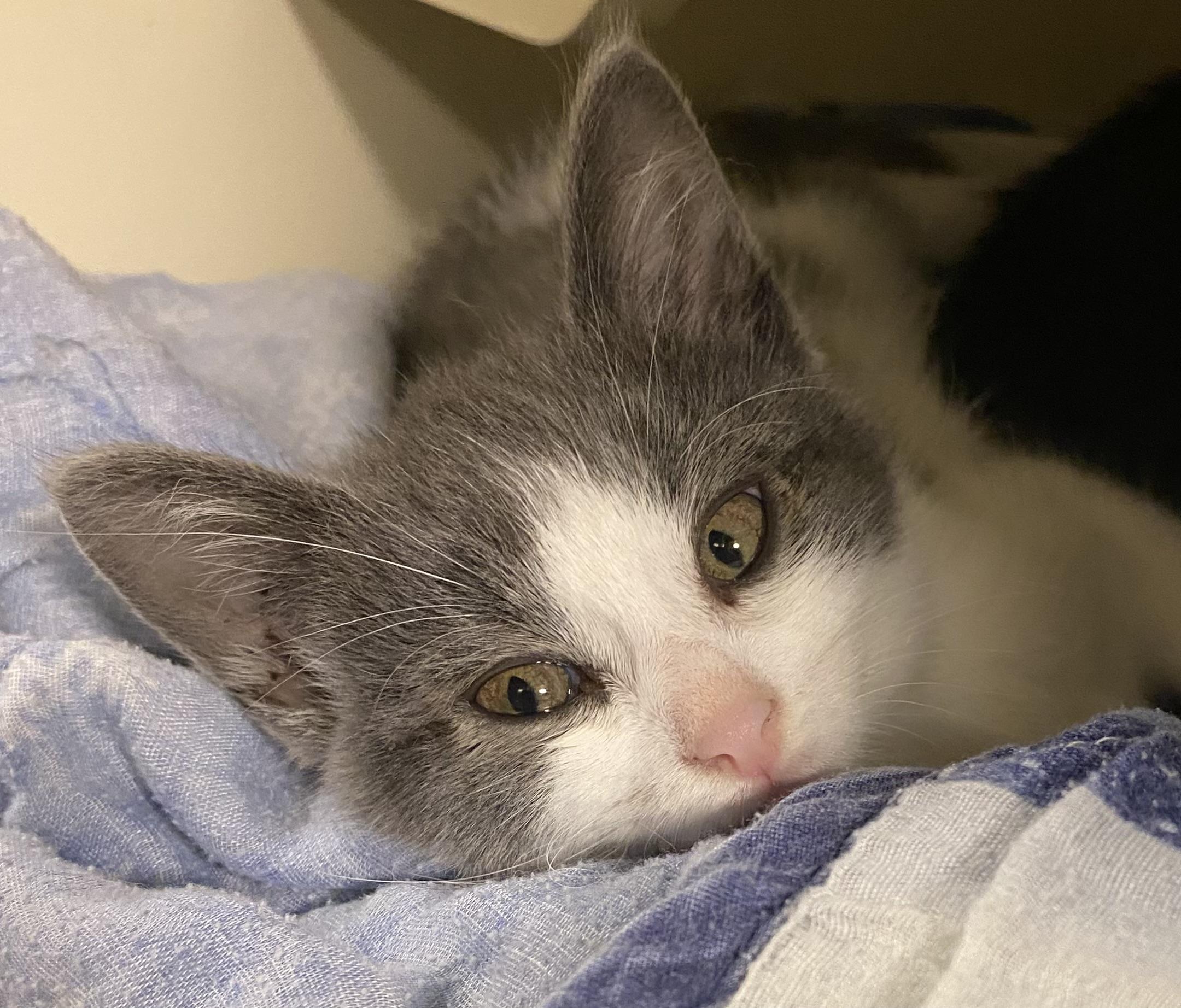Baa (CH wobbly cat syndrome), Adoptable, Kitten Female Domestic Short Hair.